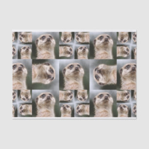 Papier Mousseline Meerkat