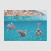 Mignonne Océan Dolphin Lover Vie marine Océan
