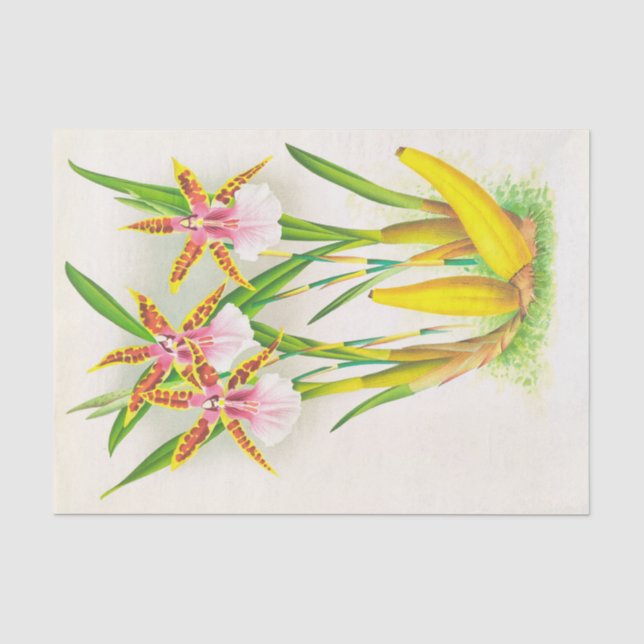Papier Mousseline Miltonia Blunti (orchidée) par Jean Jules Linden (Recto)