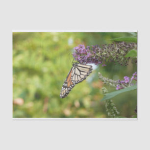 Papier Mousseline Monarque sur Buddleia