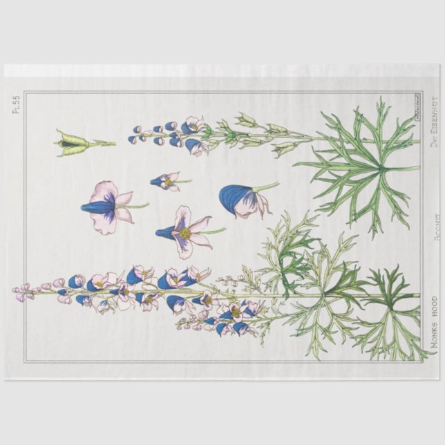 Papier Mousseline Monkshood (Recto)