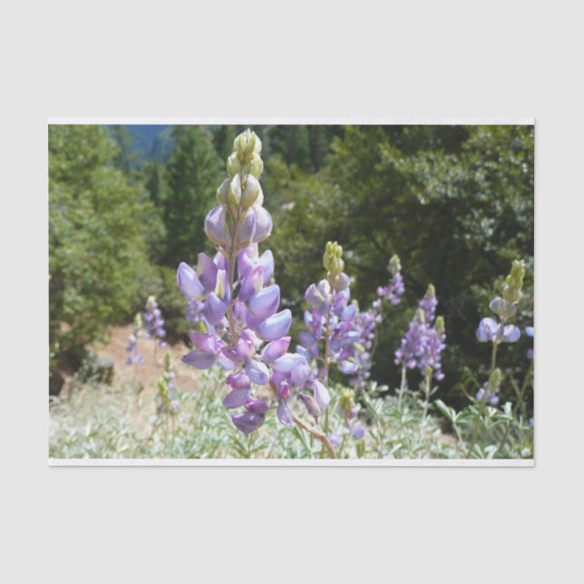 Papier Mousseline Mont Lupins (Recto)