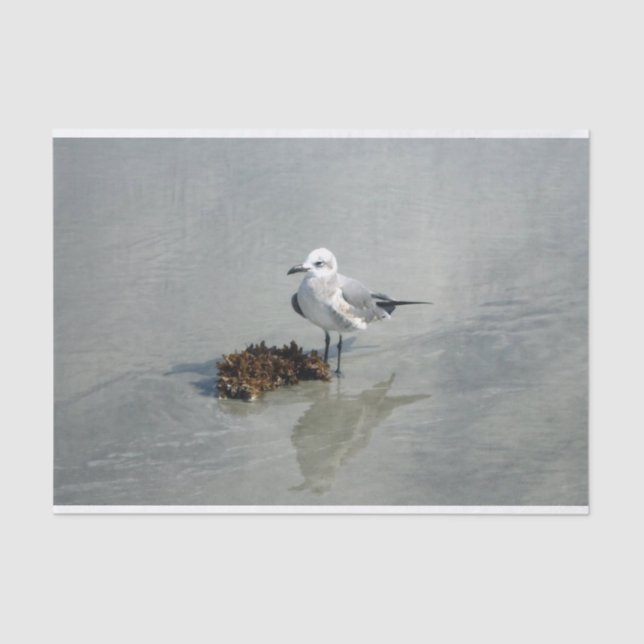Papier Mousseline Mouette avec l'algue (Recto)