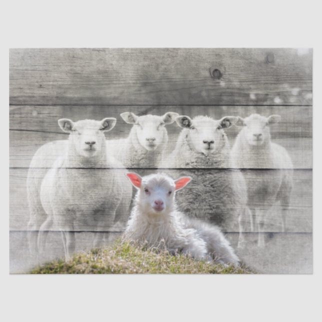 Papier Mousseline Moutons et agneau (Recto)