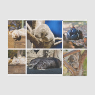 Papier Mousseline Nap Heeping Animaux Koala Decoupage Photo