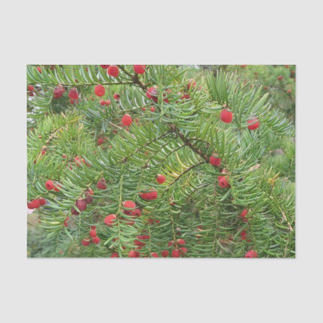 Papier Mousseline nature, branche, plante, naturel, saison, rouge, b (Recto)