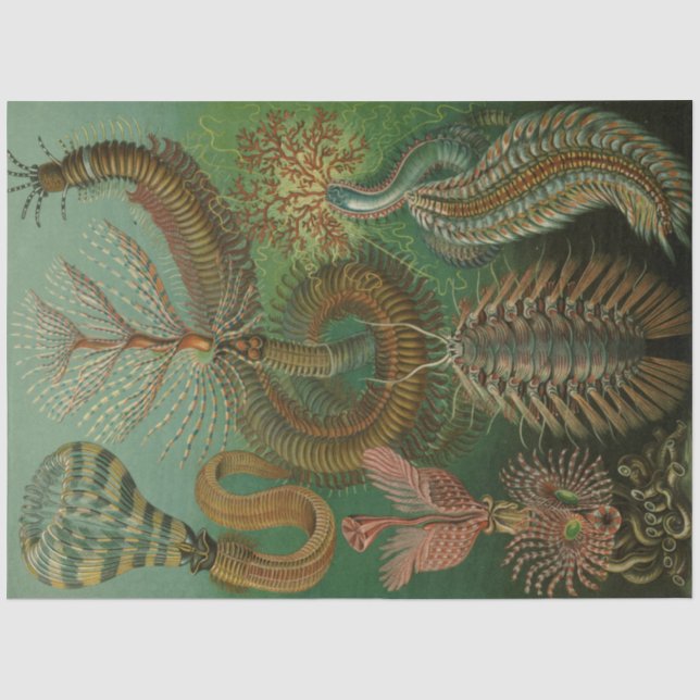 Papier Mousseline Nature Chaetpoda Ernst Haeckel Découpage (Recto)