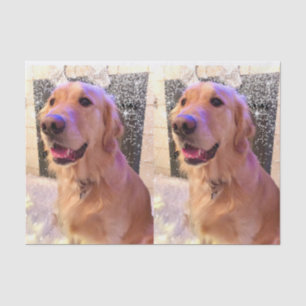 Papier Mousseline Nova the Golden Retriever Tissue Paper