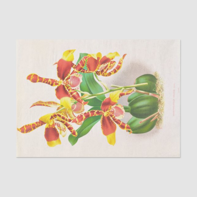 Papier Mousseline Odontoglossum Grande (Orchidée) par Jean Jules Lin (Recto)