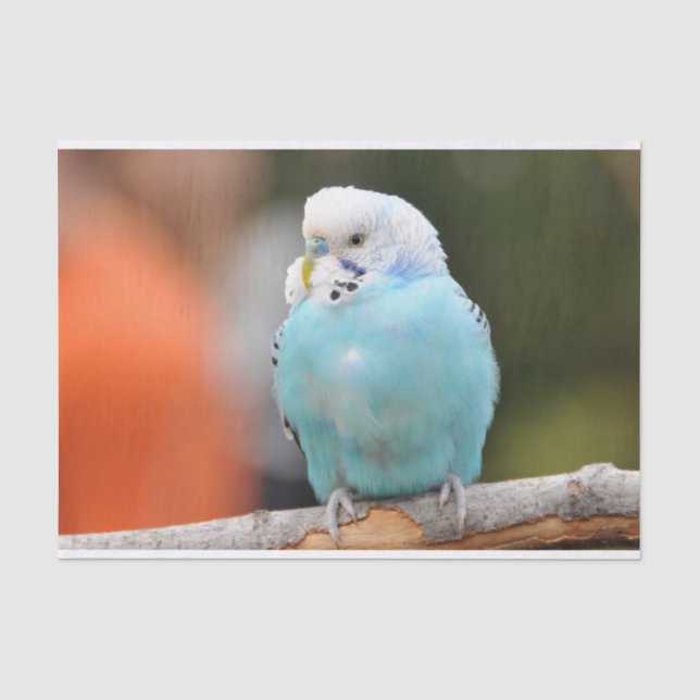 Papier Mousseline Oiseau bouddhique bleu mou sur une branche d'arbre (Recto)