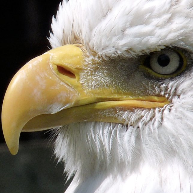PAPIER MOUSSELINE OISEAU D'AGLE (Créateur téléchargé)