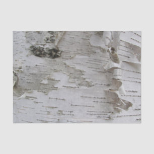 Papier Mousseline Oiseau d'arbre de bouleau Peelé Vieux art photo