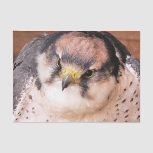 PAPIER MOUSSELINE OISEAU DE PREY FALCON (Recto)