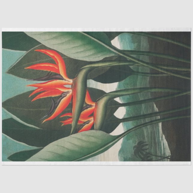Papier Mousseline Oiseau du Paradis Découpage de fleurs tropicales (Recto)