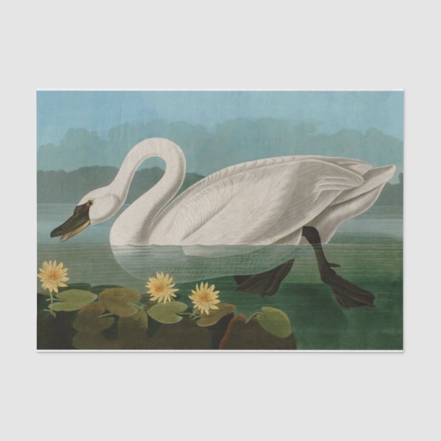 Papier Mousseline Oiseaux communs de cygne d'Amérique Audubon (Recto)