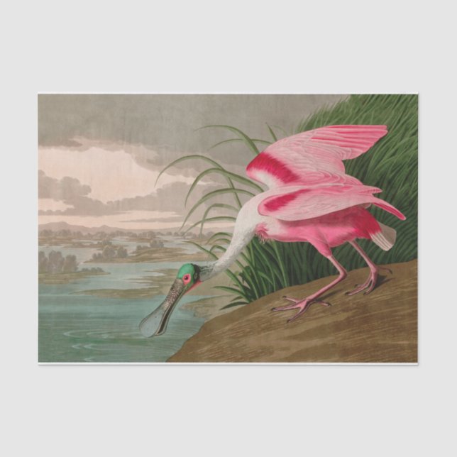 Papier Mousseline Oiseaux d'Amérique de spatule de rose Audubon Impr (Recto)