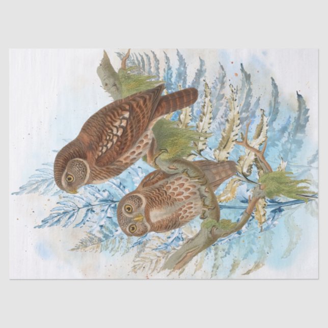 Papier Mousseline Oiseaux de Chouette Aquarelle Art (Recto)