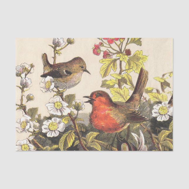 Papier Mousseline Oiseaux de printemps Robin Oiseaux rouges (Recto)
