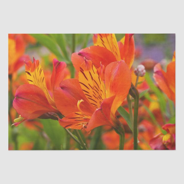 Papier Mousseline Orange Alstroemeria (Lily péruvienne) Papier de ti (Recto)