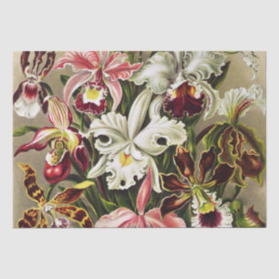 Papier Mousseline Orchidées, Orchidée Denusblumen Ernst Haeckel