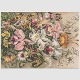 Papier Mousseline Orchidées par Ernst Haeckel