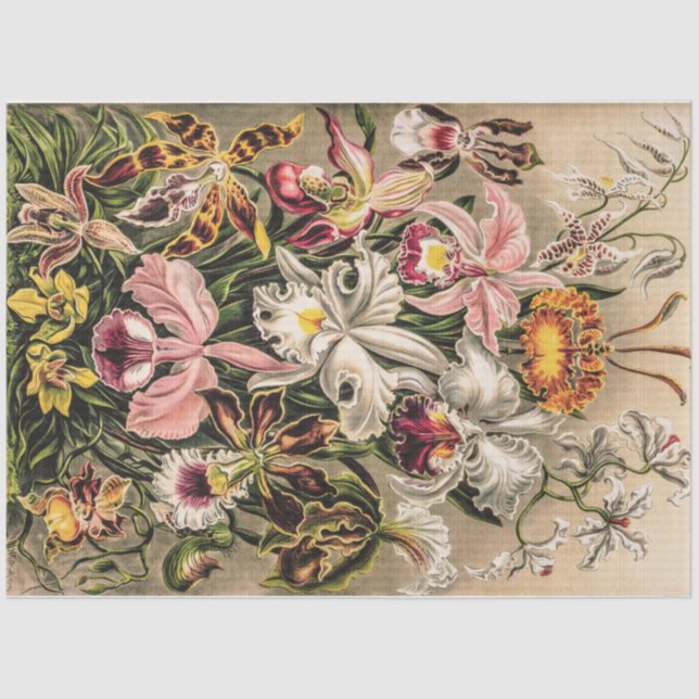 Papier Mousseline Orchidées par Ernst Haeckel (Recto)