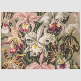 Papier Mousseline Orchidées par Ernst Haeckel