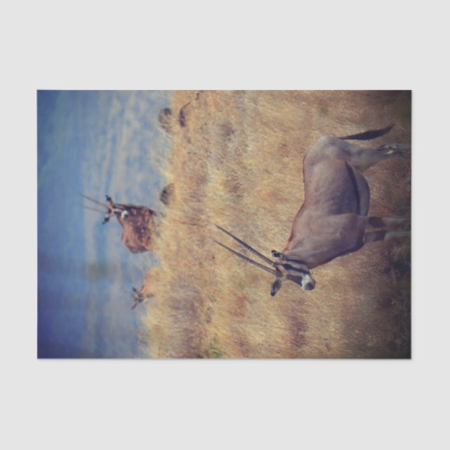 Papier Mousseline Oryx en Afrique (Recto)