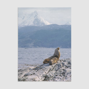 Papier Mousseline Otaries dans le canal de Beagle - Argentine