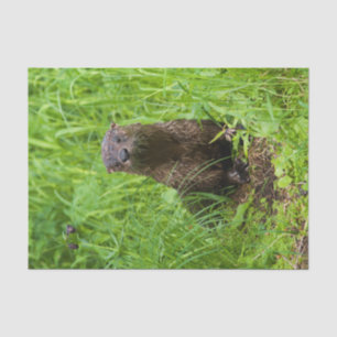 Papier Mousseline Otter