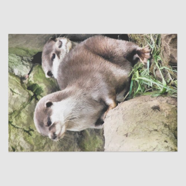 PAPIER MOUSSELINE OTTERS (Recto)