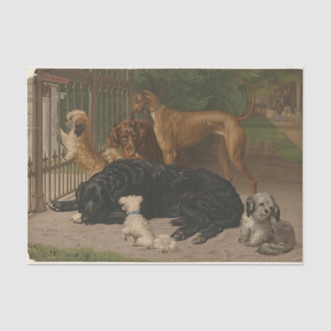 Papier Mousseline Otto Bache | Chiens non admis (Recto)