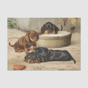 Papier Mousseline Otto Bache Chipies Dachshund