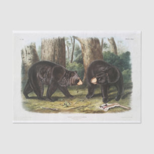 Papier Mousseline Ours noir de l'Amérique du Nord (1845) Découpage