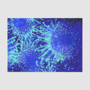 Papier Mousseline Oursin tropical rougeoyant de bleu vibrant