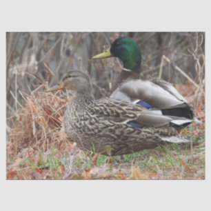 Papier Mousseline Paire de Canards Majards
