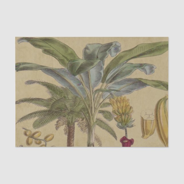 Papier Mousseline Palm Antique Fruit Tropical Art Botanique (Recto)