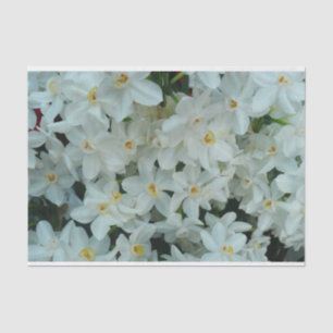 Papier Mousseline Paperwhite Narcissus Fleurs blanches délicates