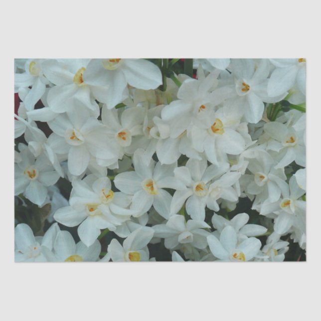 Papier Mousseline Paperwhite Narcissus Fleurs blanches délicates (Recto)