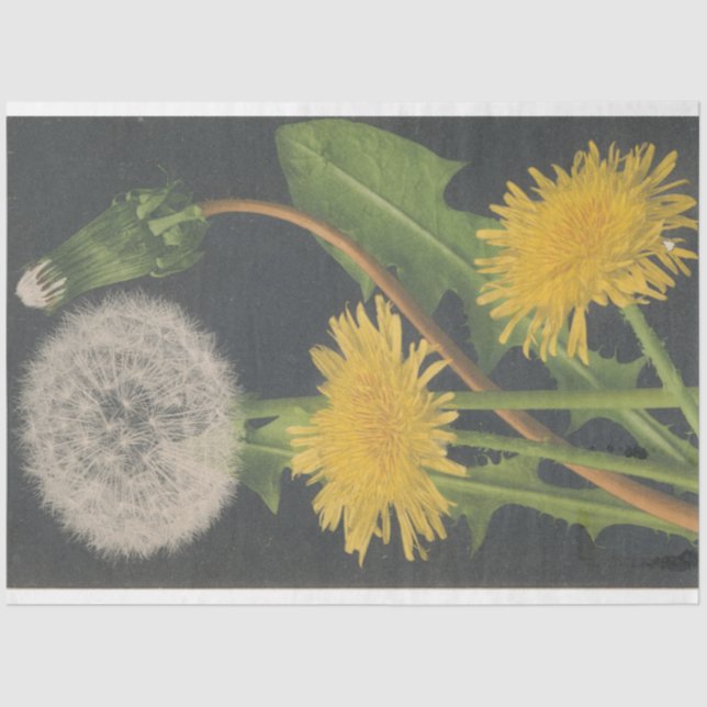 Papier Mousseline Papier de découpage de meubles Dandilion (Recto)