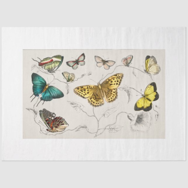 Papier Mousseline Papier de découpage papillons (Recto)