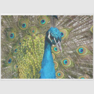 Papier Mousseline Papier de papier de fond Peacock 1 Wall Art Decoup