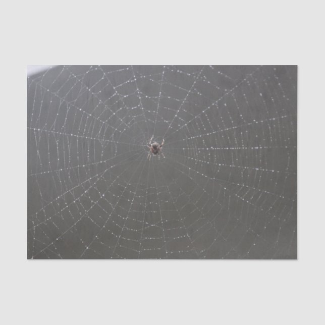 Papier Mousseline Papier de papier de fond Web Spider (Recto)