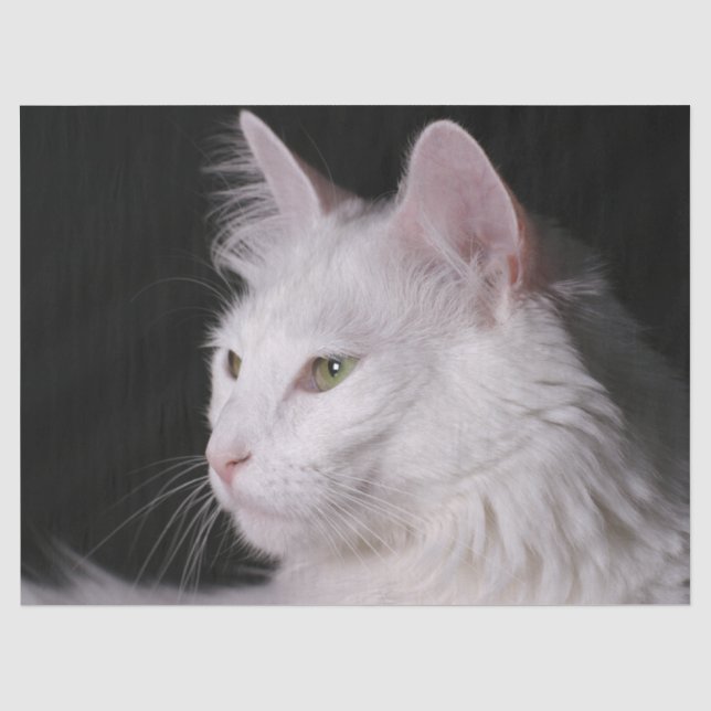 Papier Mousseline papier de tissu de chat angora (Recto)