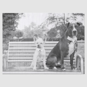 Papier Mousseline Papier de tissu mariage Doggie