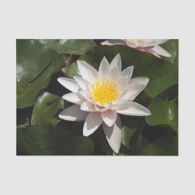 Papier Mousseline Papier de tissu Water Lily (Recto)