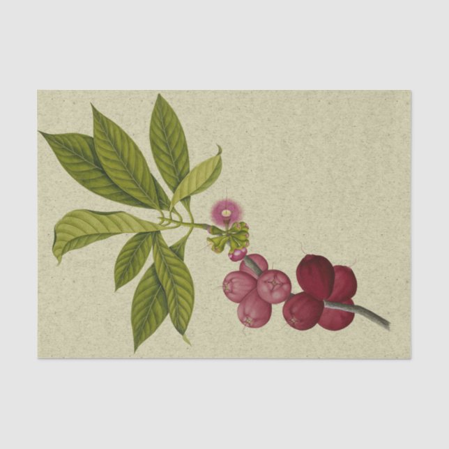 Papier Mousseline Papier de tissus botanique rose Apple (Recto)