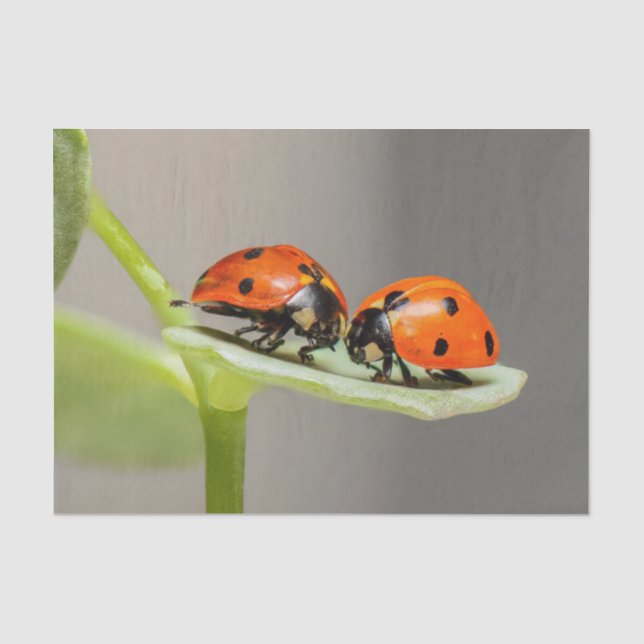 Papier Mousseline Papier de tissus Lady Bugs (Recto)