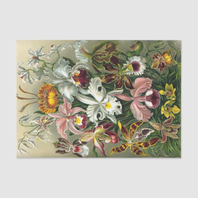 Papier Mousseline Papier de tissus pour Orchidaceae d'Ernst Haeckel (Recto)