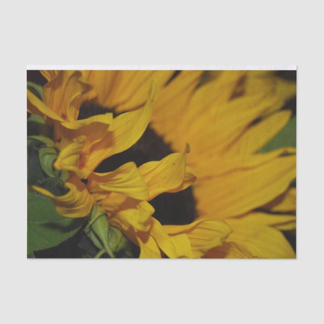 Papier Mousseline Papier d'emballage de tournesol (Recto)